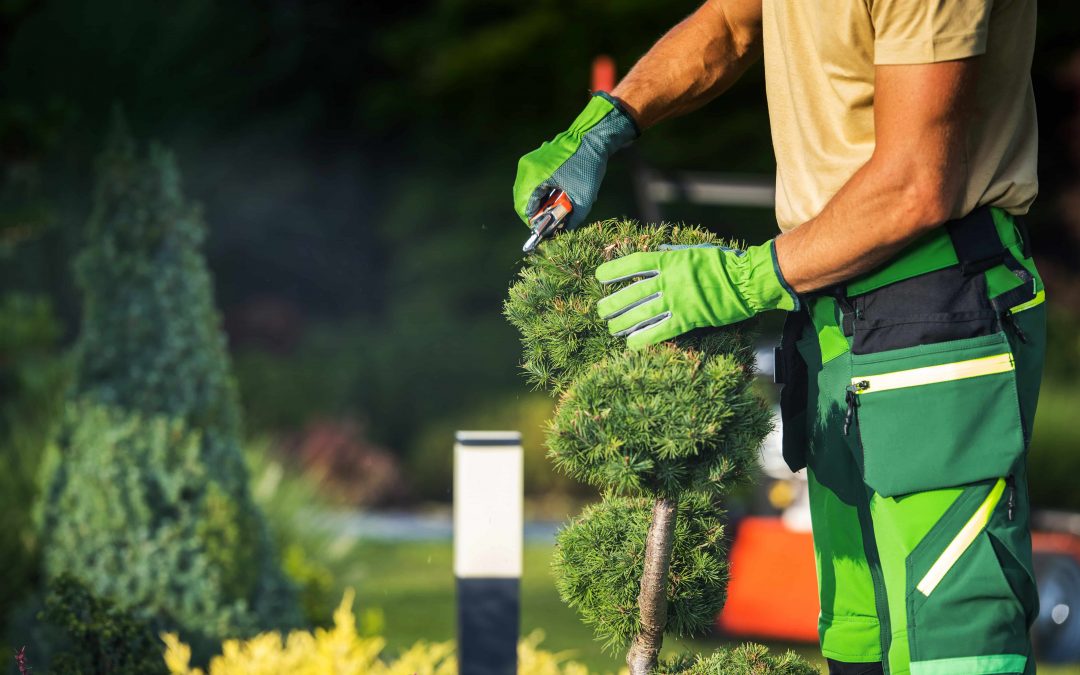 Mantenimiento de jardines para cuidar tus espacios verdes