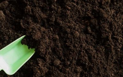 Descubra os melhores fertilizantes solúveis para estimular o crescimento das plantas